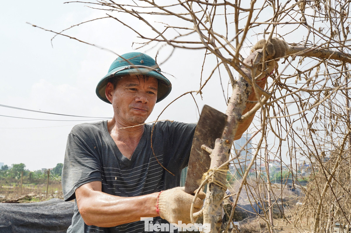 Người dân Nhật tân cho biết, hàng ngày, họ tỉ mỉ tưới nước, bón phân, tỉa cành, mong chờ những bông hoa đào nở rộ vào dịp Tết. Thế nhưng, cơn lũ bất ngờ đã cướp đi tất cả, để lại những gốc đào trơ trụi, khiến người dân làng đào trắng tay.