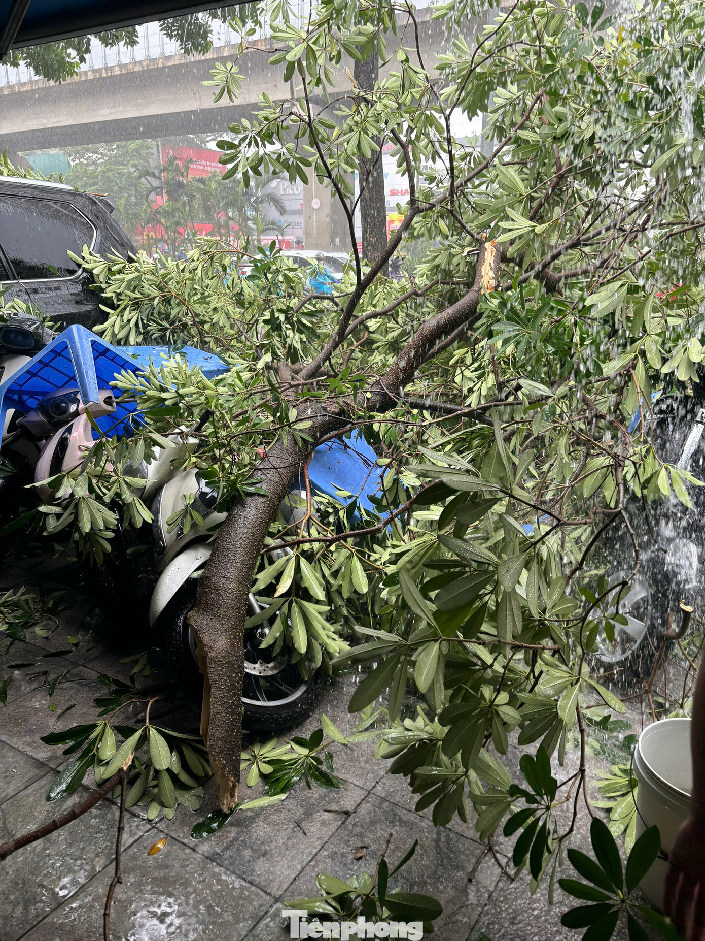 Nhiều xe máy đang đỗ trên vỉa hè không may bị cây gãy đổ trúng. Nhiều xe máy đang đỗ trên vỉa hè không may bị cây gãy đổ trúng.