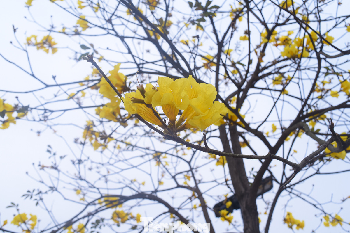 Hoa phong linh mọc thành cụm có hình giống như chiếc chuông.