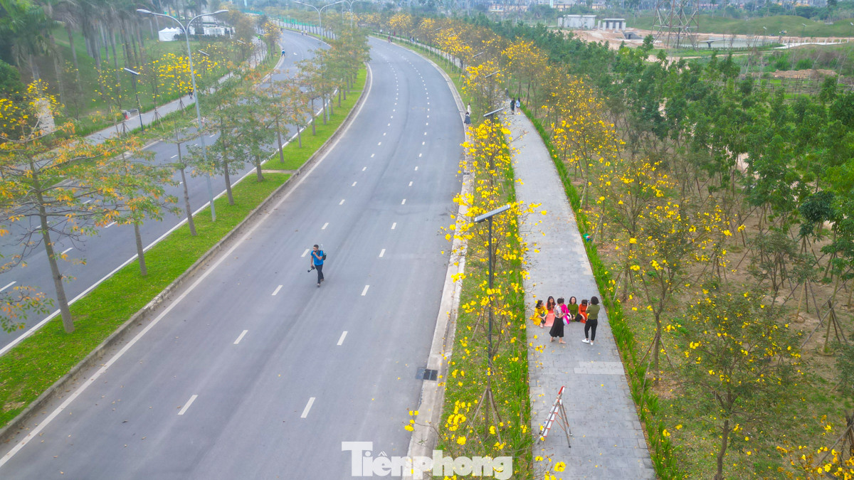 Những ngày qua, con đường rực sắc vàng của hoa phong linh tại phường La Khê, quận Hà Đông, Hà Nội trở thành địa điểm được nhiều người tới tham quan và chụp ảnh, check-in.