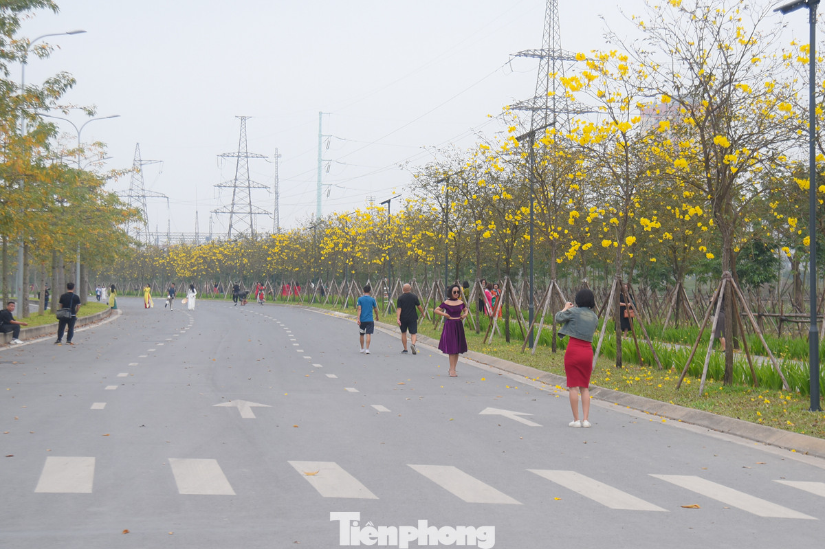 Con đường hoa phong linh dài khoảng 500m thu hút đông đảo giới trẻ tới chụp ảnh. Cây phong linh vàng vốn không phải cây thuần Việt, được du nhập vào Việt Nam.