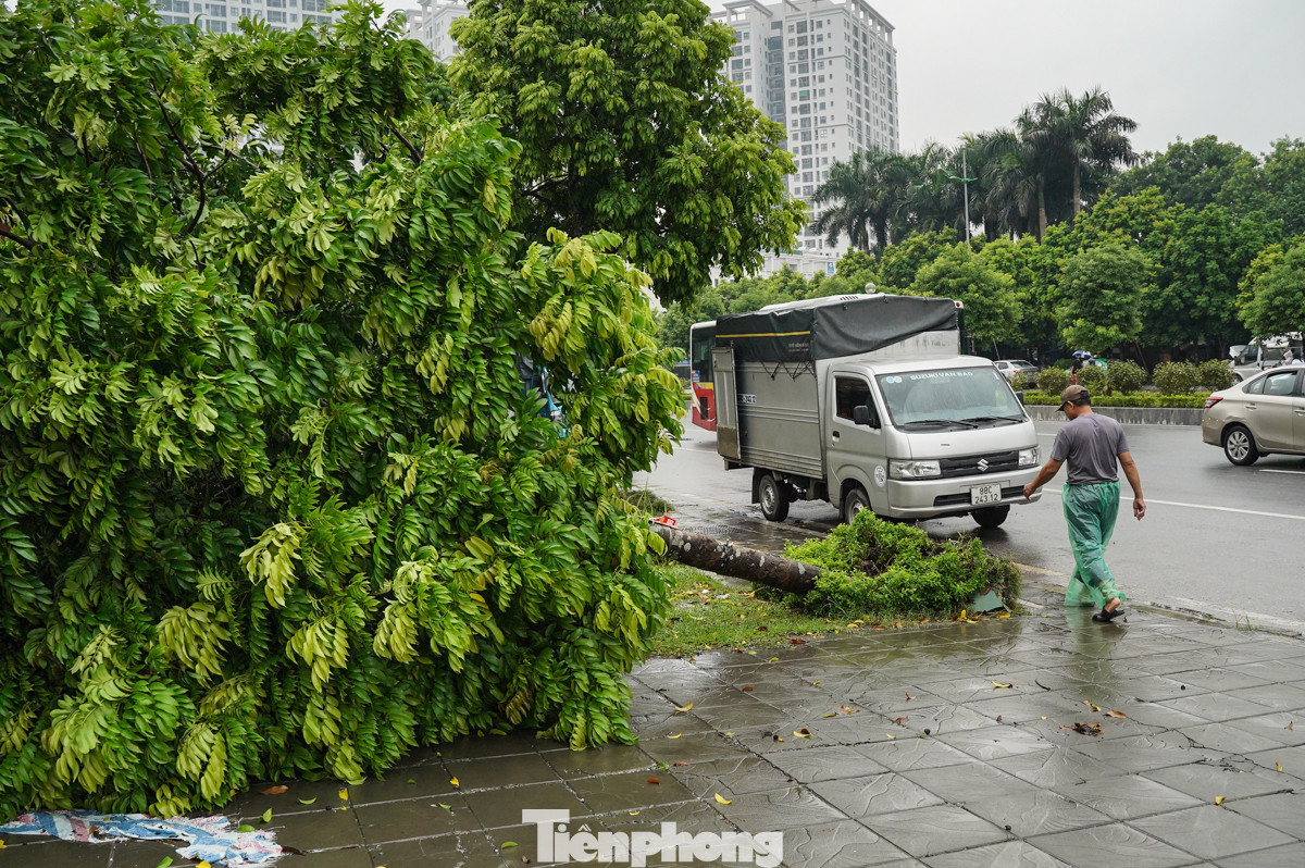 Cây đổ chắn ngang, chiếm trọn vỉa hè, khiến người đi bộ không còn lối đi.