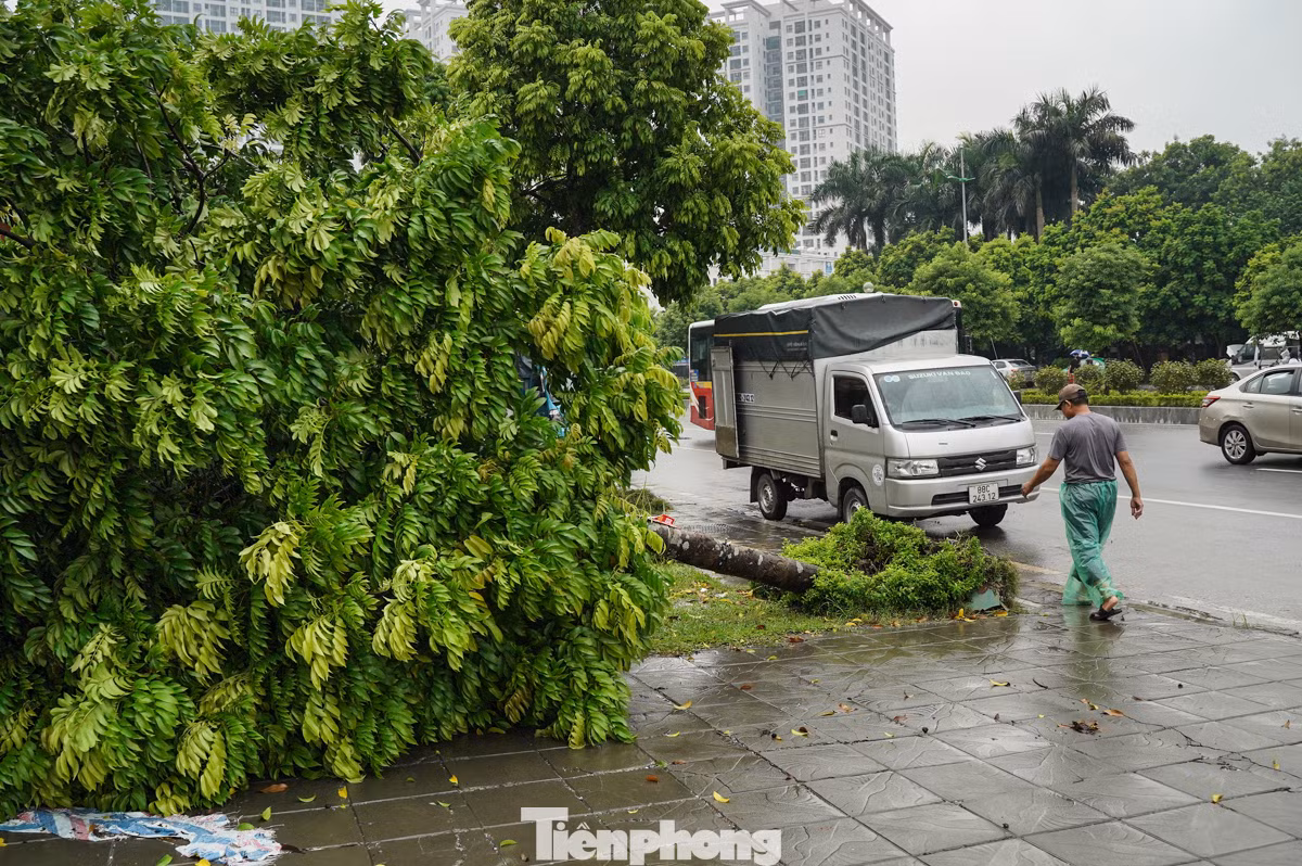 Cây đổ chắn ngang, chiếm trọn vỉa hè, khiến người đi bộ không còn lối đi.