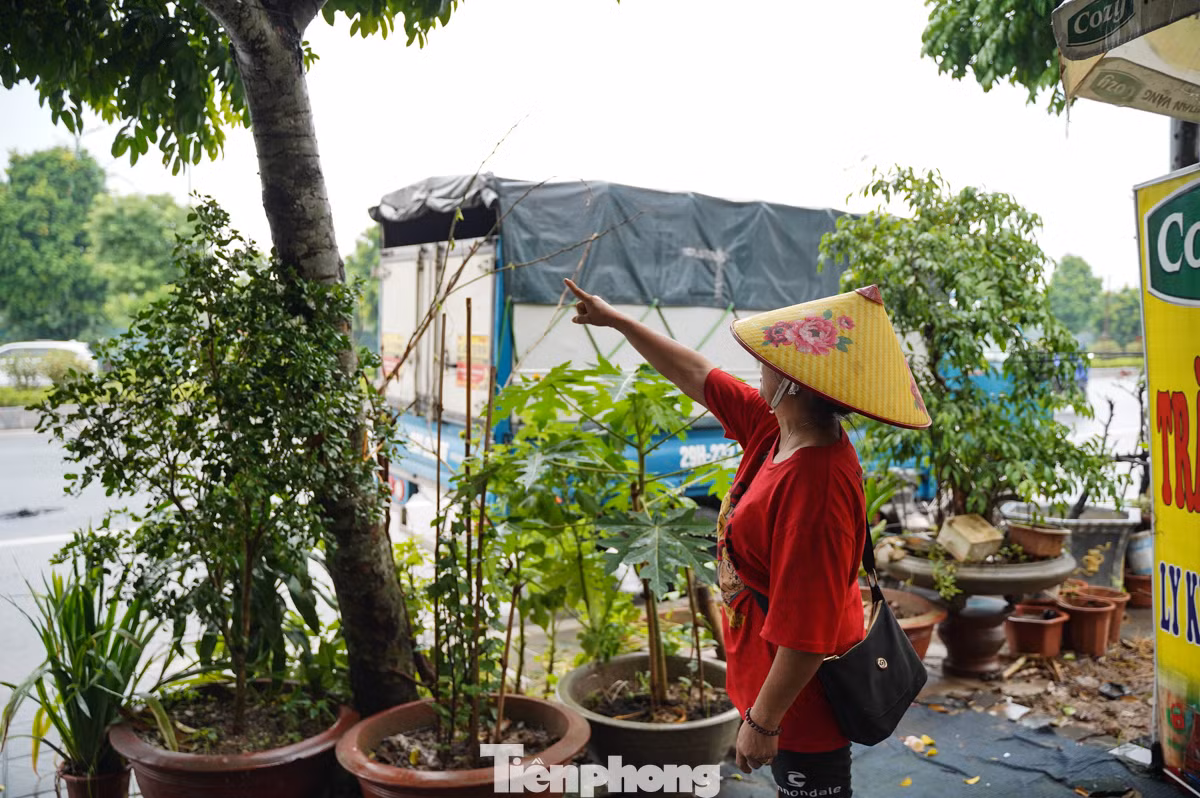 Chị D. (đường Xuân Phương) chỉ vào cây trước nhà cho biết, đêm qua gió to, một số cây xanh đã đổ. "Hiện tại cây trước cửa nhà tôi cũng nghiêng hẳn 1 bên, rất mong sớm được khắc phục tình trạng này".