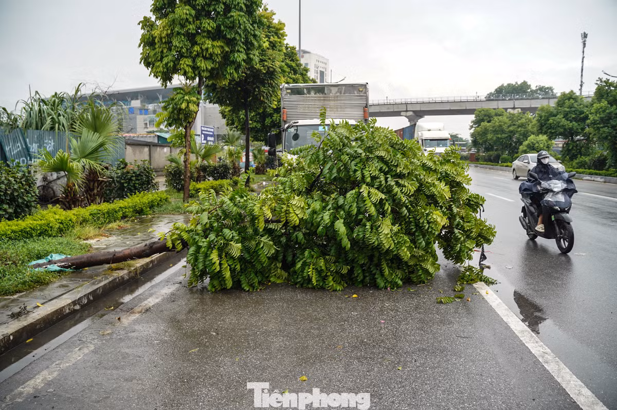 Từ khoảng 20h30 tối 22/8, nhiều khu vực tại Hà Nội bắt đầu có mưa lớn kéo dài từ đêm đến rạng sáng nay 23/8. Trong cơn mưa còn kèm theo những đợt gió giật mạnh khiến nhiều cây xanh trên vỉa hè đường Xuân Phương (quận Nam Từ Liêm) bị bật gốc, đổ ra lòng đường.