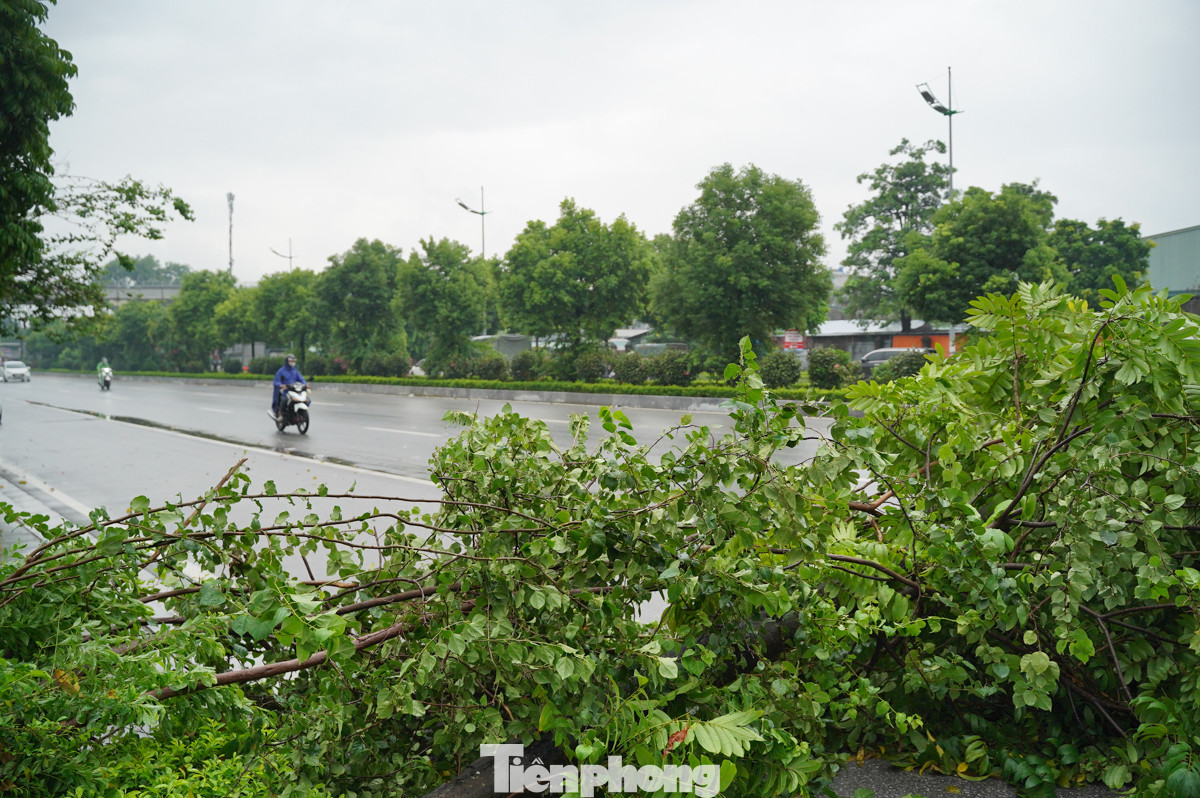 Người dân sống quanh cho biết, các cây trên đổ vào tối qua lúc mưa lớn đỉnh điểm, gió giật mạnh. Rất may không đổ trúng vào các phương tiện đang lưu thông trên đường.