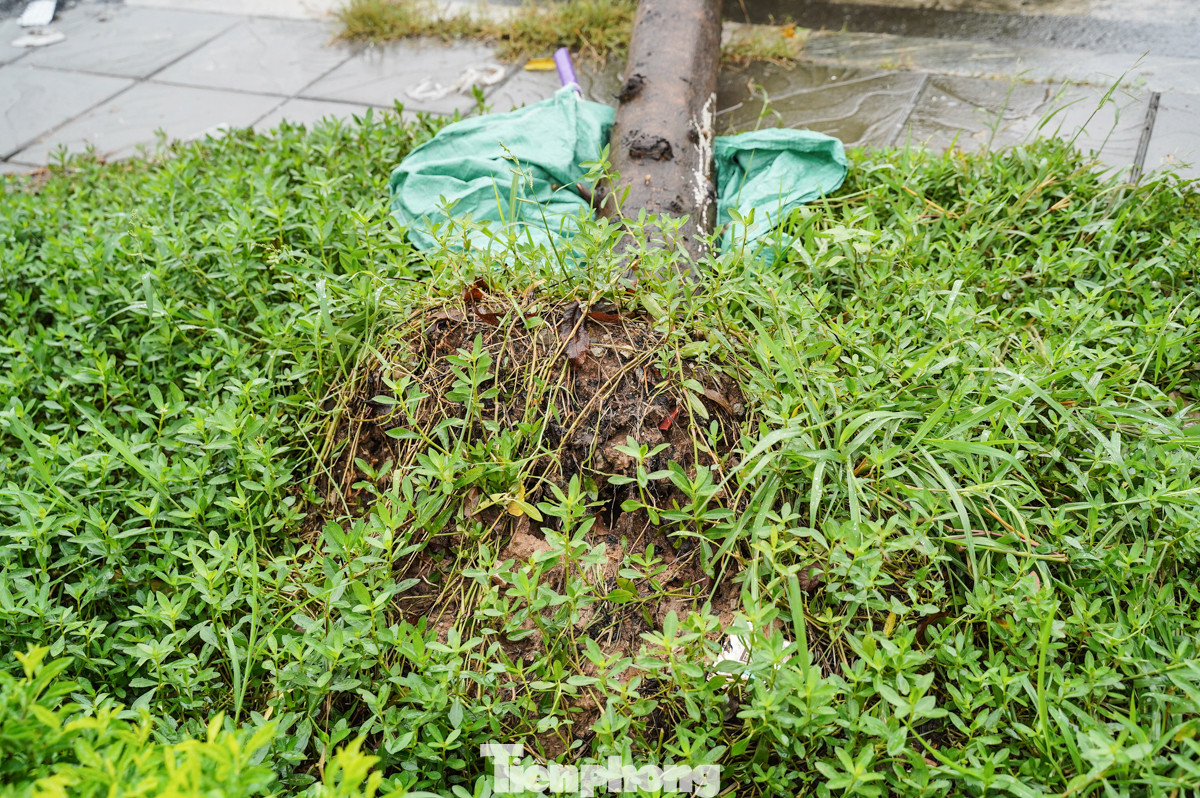 Ghi nhận của PV Tiền Phong, đầu đường Xuân Phương (đoạn gần trường Đại học Công Nghiệp) khoảng 300 mét có tới 3 cây bị bật gốc, đổ ra đường.