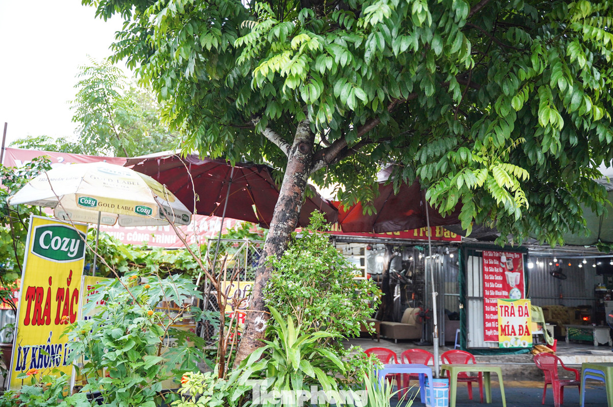 Cây xanh nghiêng hẳn sang một bên, tạo thành một góc nguy hiểm. Nếu mưa tiếp tục kéo dài, nguy cơ cây đổ là rất cao, đe dọa nghiêm trọng đến an toàn của người dân và các phương tiện qua lại khu vực này.