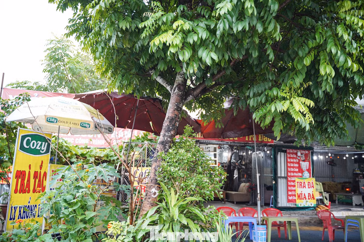 Cây xanh nghiêng hẳn sang một bên, tạo thành một góc nguy hiểm. Nếu mưa tiếp tục kéo dài, nguy cơ cây đổ là rất cao, đe dọa nghiêm trọng đến an toàn của người dân và các phương tiện qua lại khu vực này.