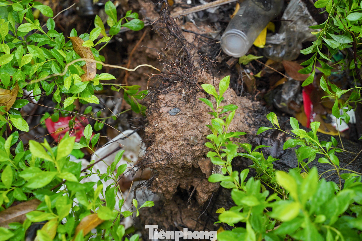 Gió to khiến nhiều cây xanh "đổ gục".