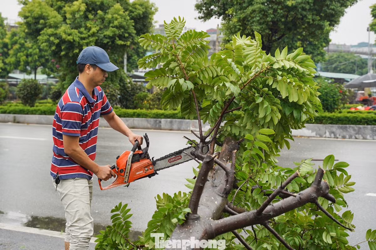 Ngay sau khi nhận được thông tin về cây đổ, công nhân đã nhanh chóng có mặt tại hiện trường, mang theo đầy đủ dụng cụ để tiến hành công tác chặt cây, giải phóng giao thông.