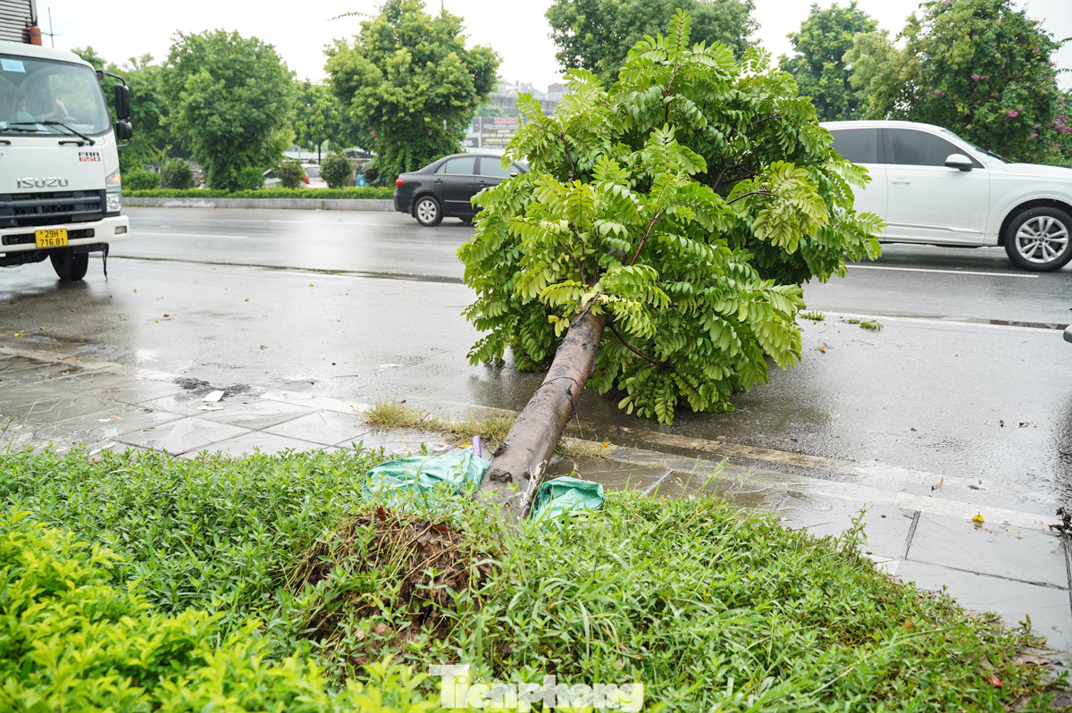 Ghi nhận của PV Tiền Phong, đầu đường Xuân Phương (đoạn gần trường Đại học Công Nghiệp) khoảng 300 mét có tới 3 cây bị bật gốc, đổ ra đường.