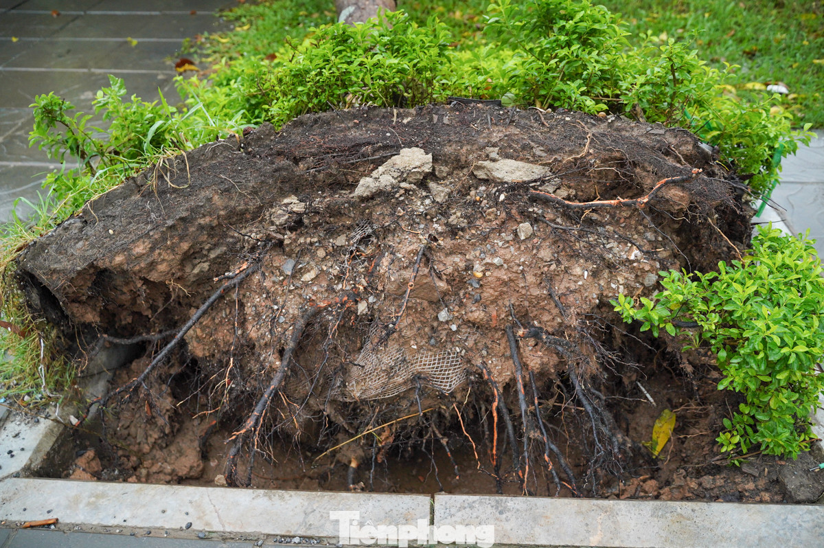 Việc những gốc cây to bị đổ khiến nhiều người dân lo lắng, không chỉ vì gây cản trở giao thông mà còn vì nguy cơ đổ đè trúng người và phương tiện.