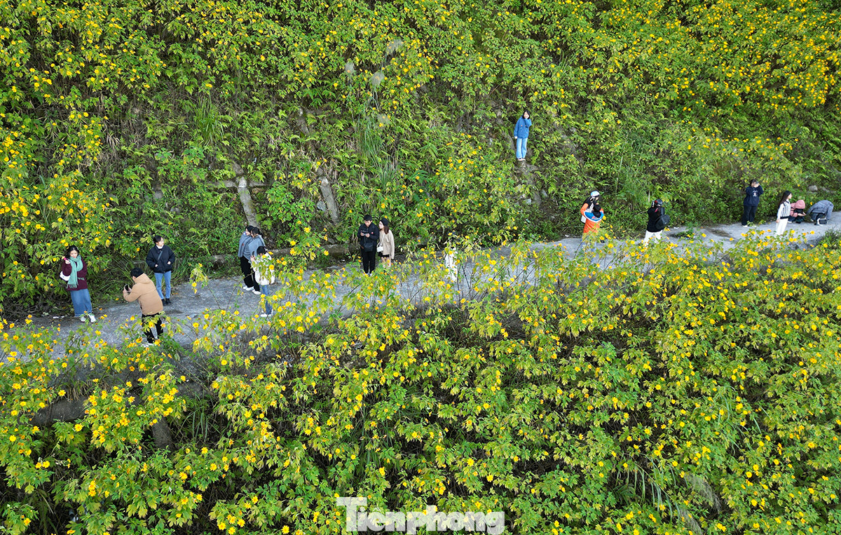 Hằng năm, cứ vào giữa tháng 11, rất nhiều bạn trẻ nô nức tìm về vườn quốc gia Ba Vì (Hà Nội) để check-in bên những vạt hoa dã quỳ vàng rực rỡ trên sườn núi.