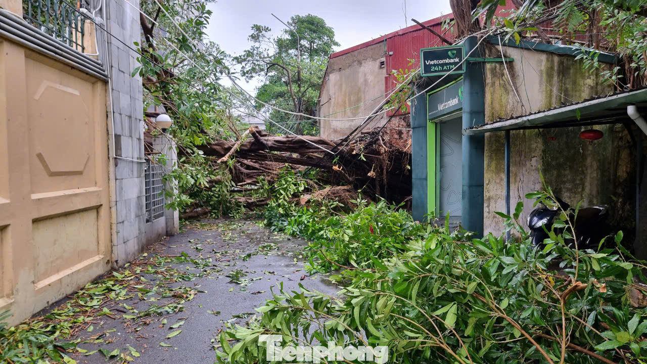 Một cây đa cổ thụ hơn 30 năm tuổi đã đổ chắn ngang ngõ 30 Phạm Văn Đồng.