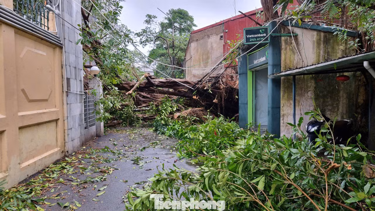 Một cây đa cổ thụ hơn 30 năm tuổi đã đổ chắn ngang ngõ 30 Phạm Văn Đồng.