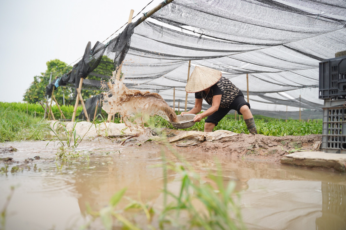 Người dân làng hoa nỗ lực tát nước ra khỏi vườn, cố gắng cứu lấy những bông hoa đang ngập.