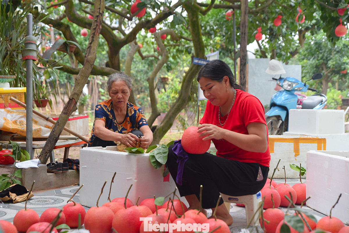 Người nông dân thu hoạch, lựa bưởi ngay tại vườn nhằm cung ứng ra thị trường sớm.