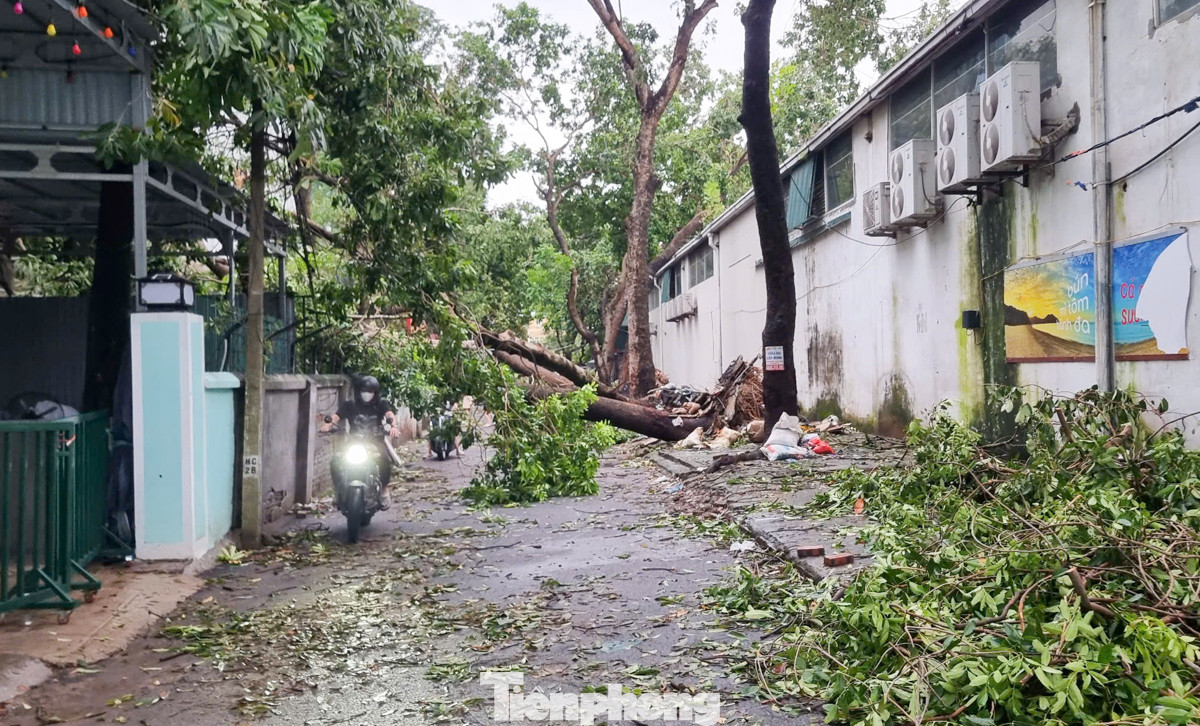 Tại ngõ 487 Hoàng Quốc Việt (quận Cầu Giấy) dù bão đã qua hơn 1 ngày nhưng cây xanh bị đổ, bật gốc tại đây vẫn chưa được xử lý gây khó khăn cho người dân trong việc đi lại.