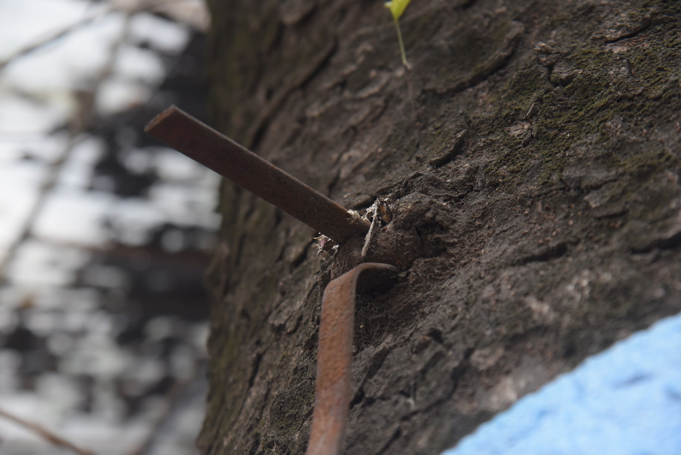 Những thanh sắt đóng vào tạo thành vết sẹo lớn.