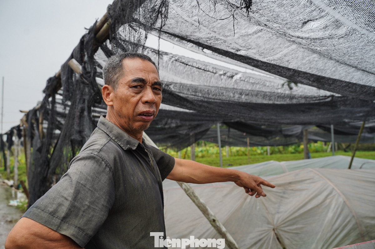 Ông Lê Văn Thắng, người trồng hoa cúc lâu năm ở làng Tây Tựu cho biết, từ đêm hôm qua, ông đã túc trực để hút nước ra khỏi vườn. "Giờ chỉ còn cách thu hoạch sớm chứ không hoa chết hết", ông Thắng nói thêm.