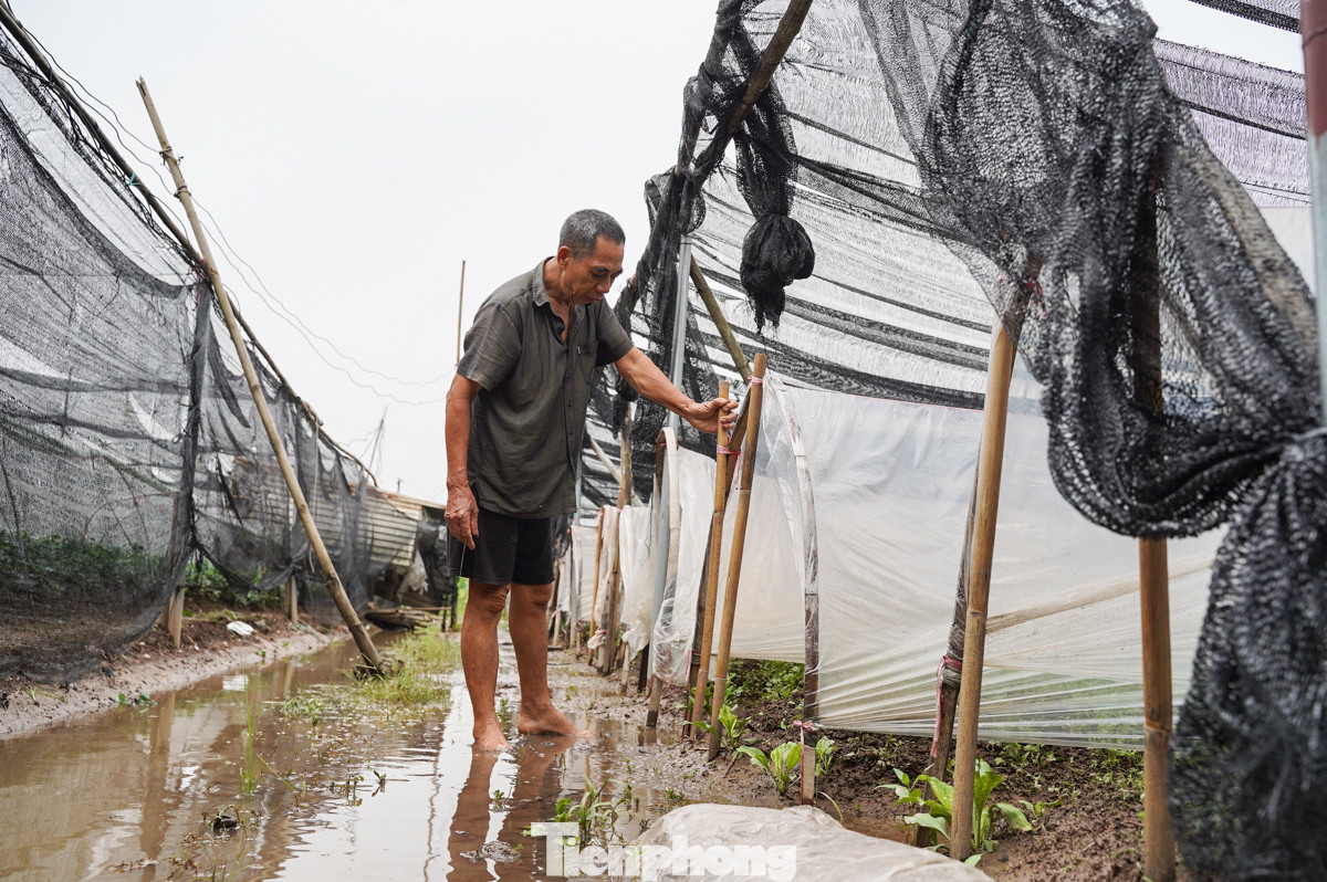 Ông Lê Văn Thắng, người trồng hoa cúc lâu năm ở làng Tây Tựu cho biết, từ đêm hôm qua, ông đã túc trực để hút nước ra khỏi vườn. "Giờ chỉ còn cách thu hoạch sớm chứ không hoa chết hết", ông Thắng nói thêm.