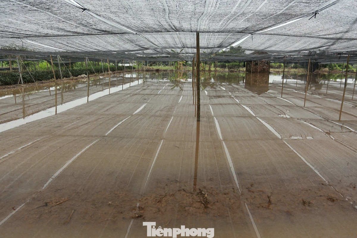 Cả vườn hoa mới gieo mầm chưa lâu nay chìm trong biển nước sau những cơn mưa kéo dài, khiến bao công sức của người trồng hoa "đổ sông đổ biển".