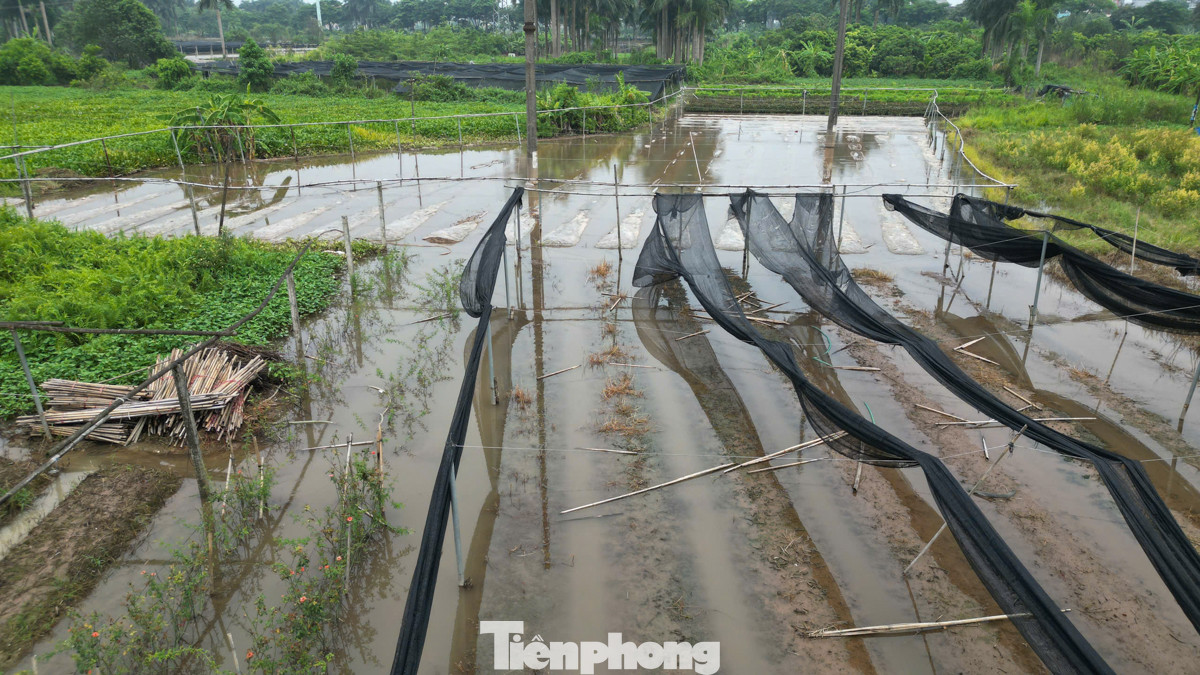 Vườn hoa nhà ông Lộc chìm trong làn nước.
