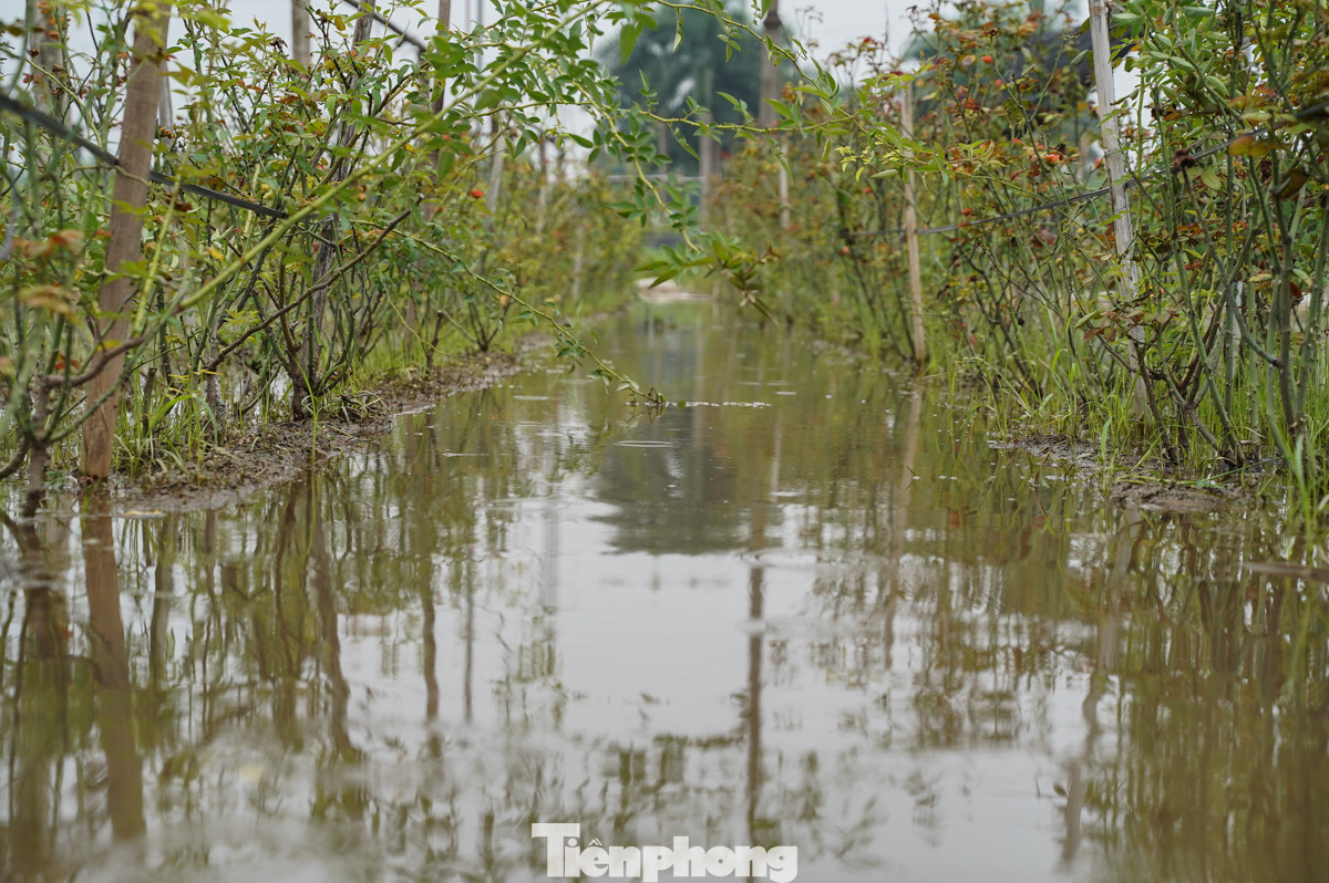 Người dân Tây Tựu chia sẻ, địa hình làng hoa khá thấp, cộng thêm tình trạng mưa bất thường những năm gần đây khiến việc trồng hoa gặp nhiều khó khăn.