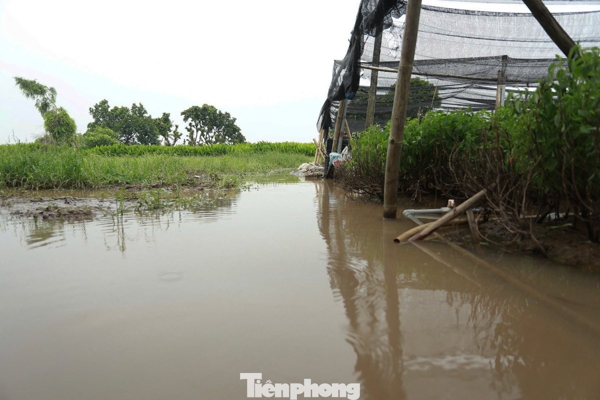 Người dân Tây Tựu chia sẻ, địa hình làng hoa khá thấp, cộng thêm tình trạng mưa bất thường những năm gần đây khiến việc trồng hoa gặp nhiều khó khăn.