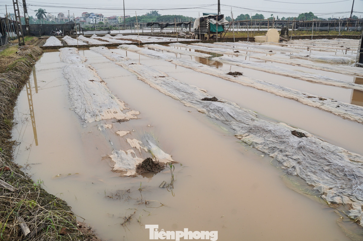 Ngày 22-23/8, mưa lớn đổ xuống Hà Nội trong 2 ngày khiến nhiều khu vực ở làng hoa Tây Tựu (quận Bắc Từ Liêm) bị ngập úng nghiêm trọng.