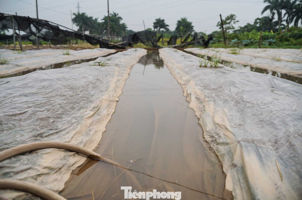 Vườn hoa nhà ông Lộc chìm trong làn nước.