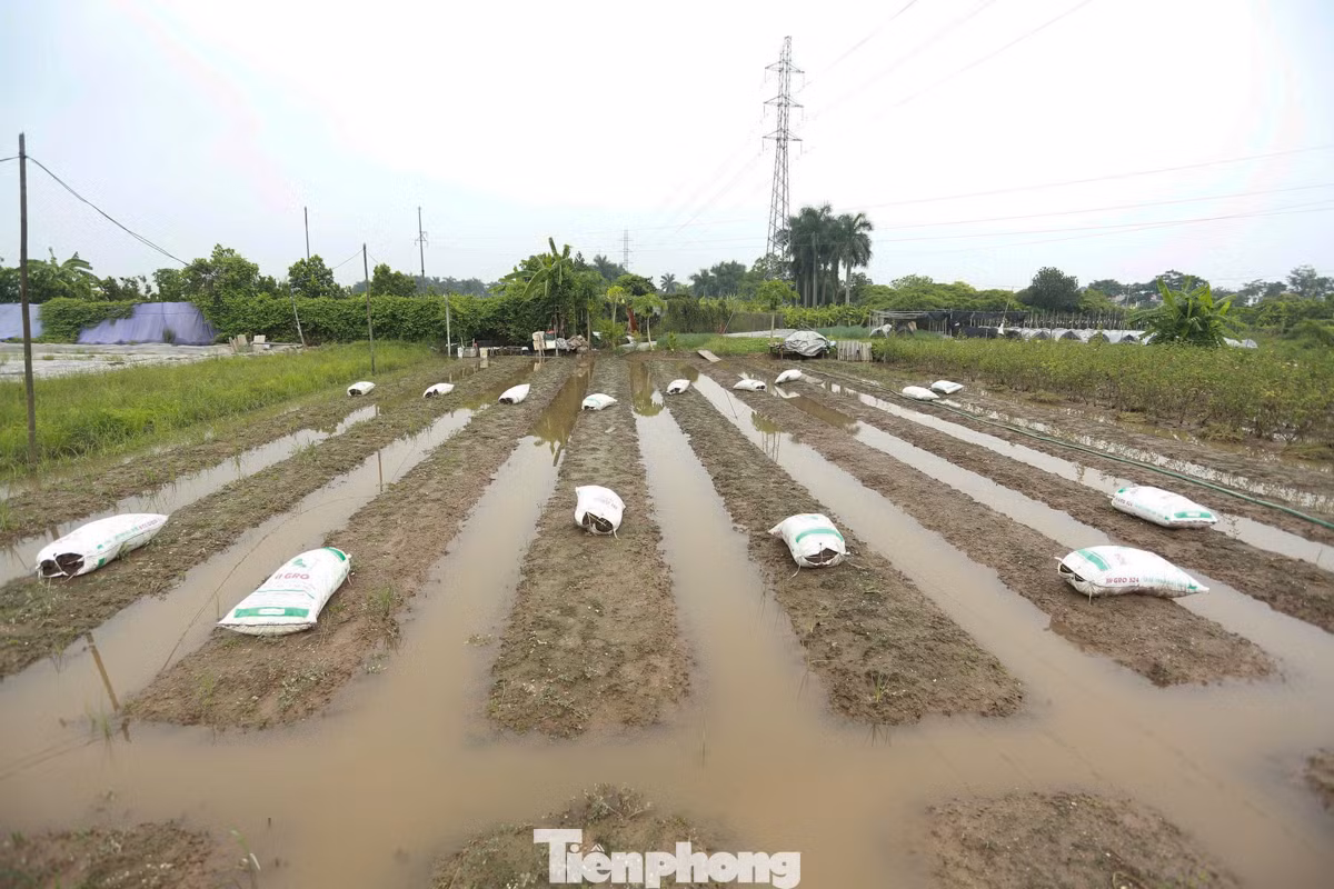 Người dân Tây Tựu chia sẻ, địa hình làng hoa khá thấp, cộng thêm tình trạng mưa bất thường những năm gần đây khiến việc trồng hoa gặp nhiều khó khăn.