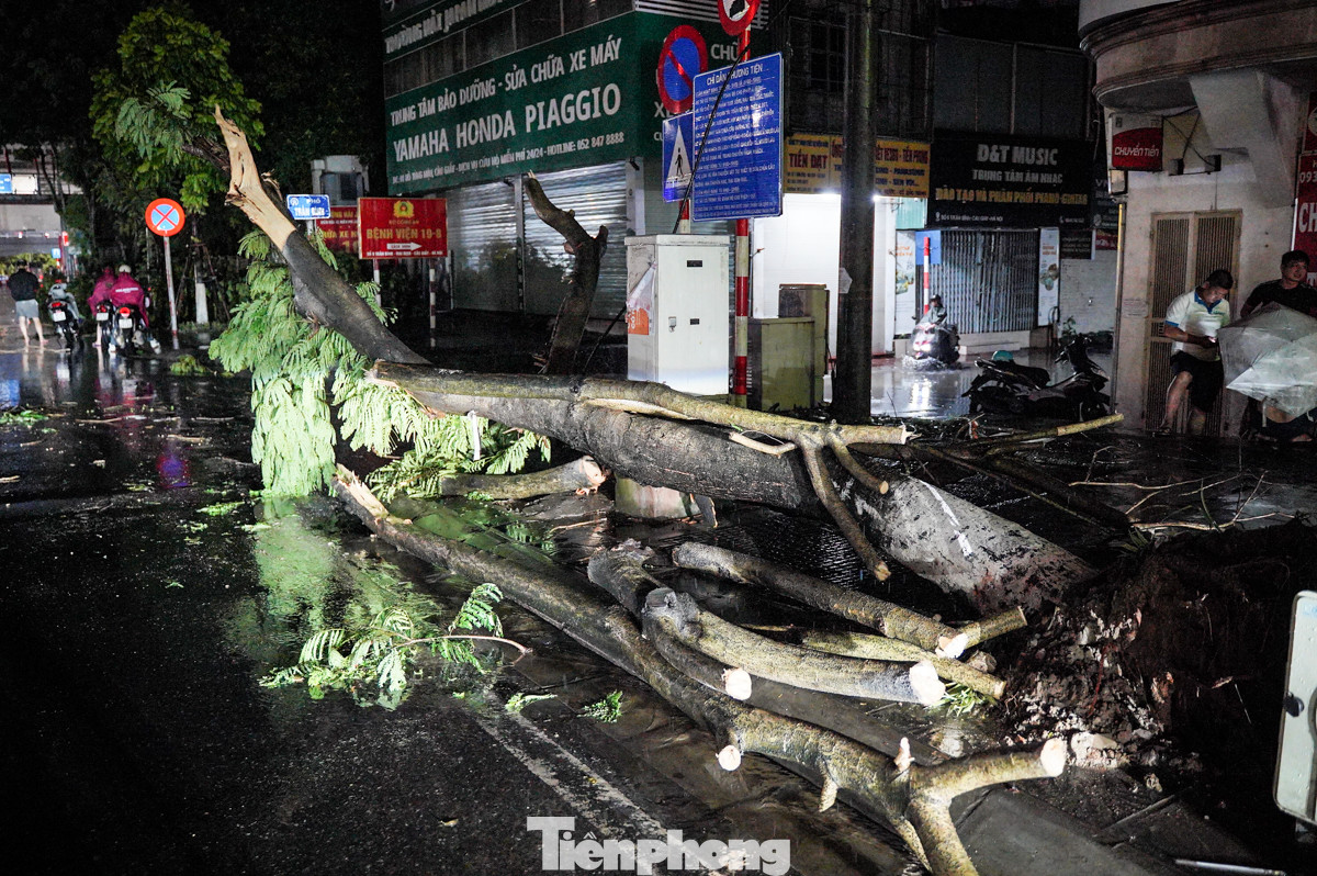 Cây sau khi được dọn dẹp.