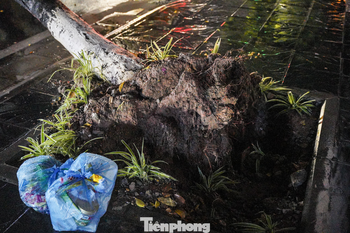 Trước đó, PV Tiền Phong có đưa tin rạng sáng 23/8, sau cơn mưa lớn từ đêm, một số cây xanh trên đường Hồ Tùng Mậu, Cầu Giấy cũng bật gốc, đổ ra đường... ảnh hưởng đến việc đi lại của người dân.