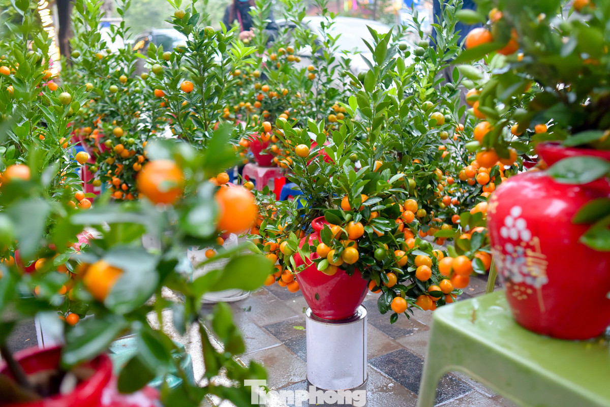 Sắc đỏ của hoa đào, màu vàng của quất tô điểm cho không khí Tết trở nên rực rỡ. Sắc đỏ của hoa đào, màu vàng của quất tô điểm cho không khí Tết trở nên rực rỡ.