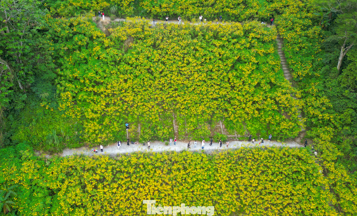 Thời điểm đầu tháng 11, hoa dã quỳ đang vào độ đẹp nhất, sắc vàng phủ kín nhiều khu vực tại vườn Quốc gia Ba Vì.