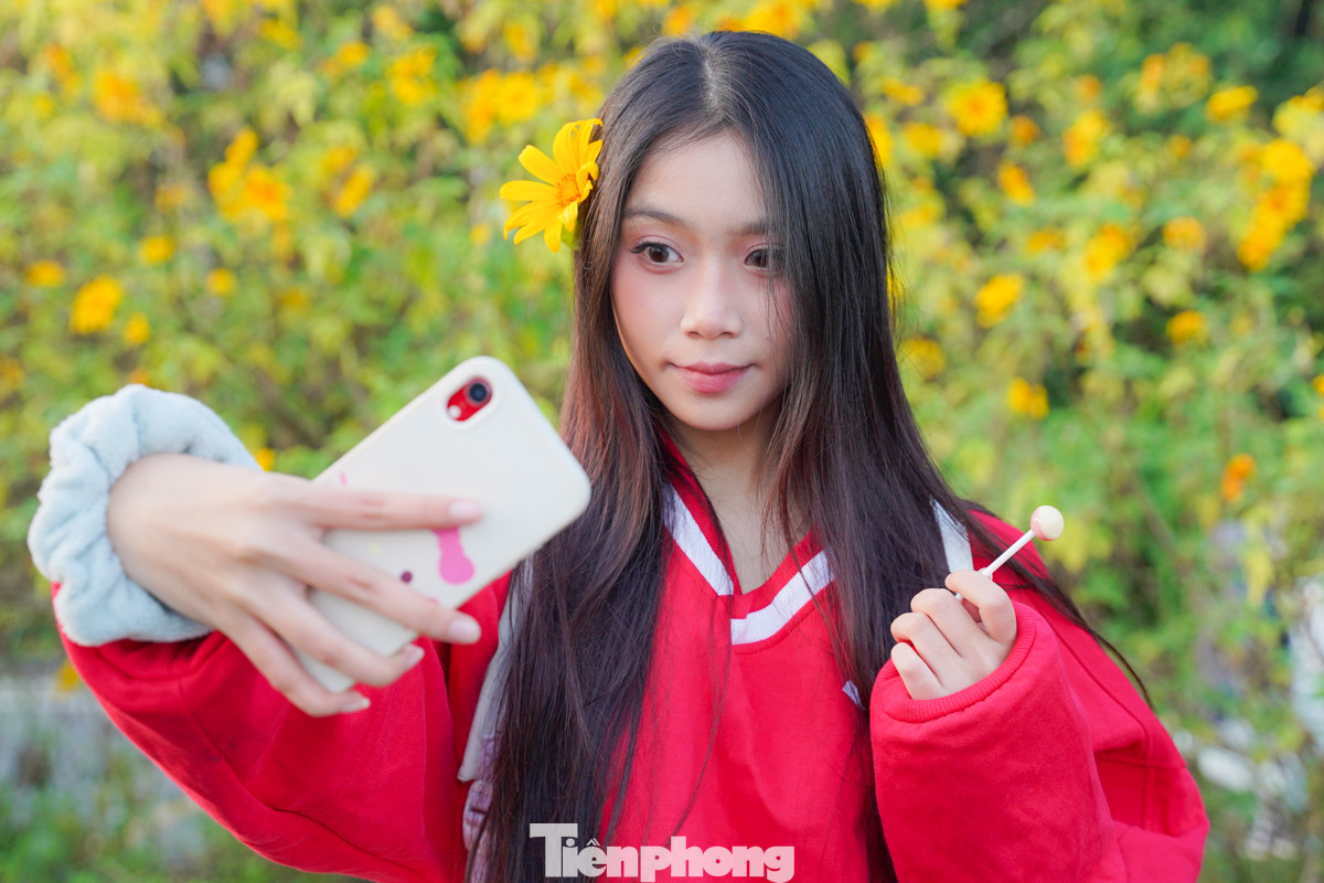 Vườn Quốc gia Ba Vì (Hà Nội) cách trung tâm Hà Nội khoảng 50km về phía tây. Không khí trong lành, tại đây, các bạn trẻ được thỏa sức khoe dáng "sống ảo" bên sắc vàng rực của loài hoa này vào đợt cuối thu đầu đông hằng năm.