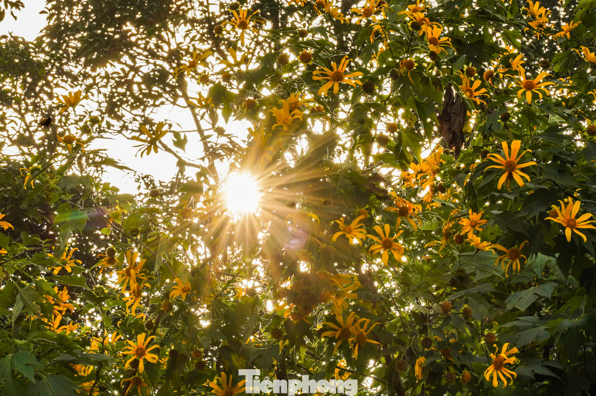 Đường lên Ba Vì tràn ngập tràn ánh nắng, sắc vàng của dã quỳ khiến nhiều người muốn ngắm mãi, không thể rời mắt.