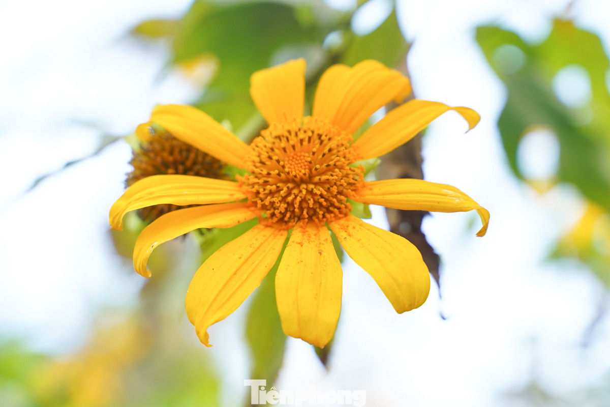 Đường lên Ba Vì tràn ngập tràn ánh nắng, sắc vàng của dã quỳ khiến nhiều người muốn ngắm mãi, không thể rời mắt.