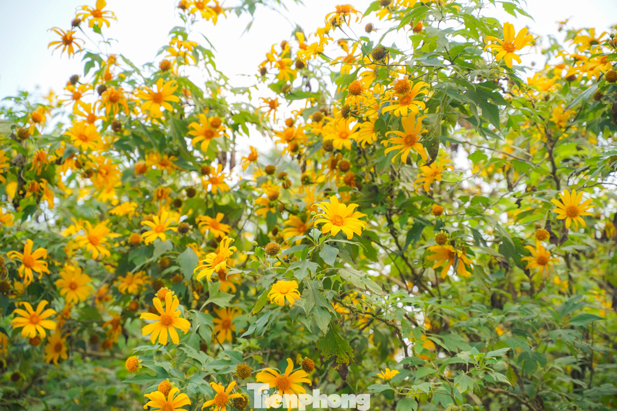 Đường lên Ba Vì tràn ngập tràn ánh nắng, sắc vàng của dã quỳ khiến nhiều người muốn ngắm mãi, không thể rời mắt.