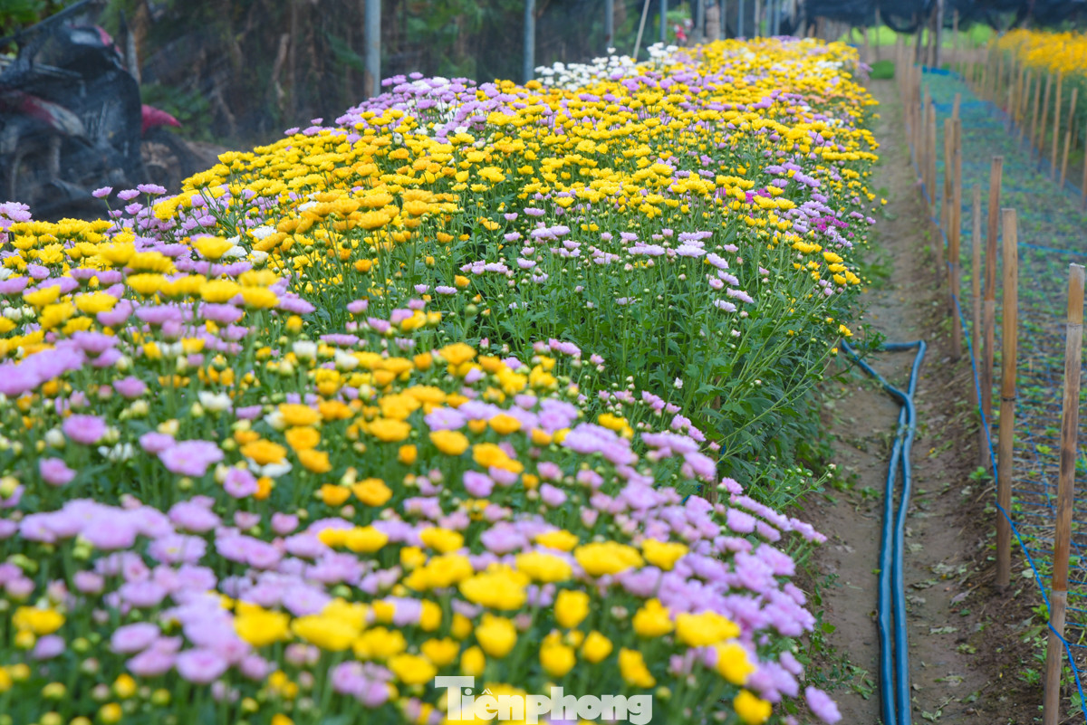 Làng hoa Tây Tựu hiện có gần 300 ha đất trồng hoa, đây là nơi cung cấp hoa tươi chủ yếu cho nội thành Hà Nội và các tỉnh lân cận. Những loại hoa chủ lực dịp Tết là hoa ly, hoa cúc, hoa hồng...