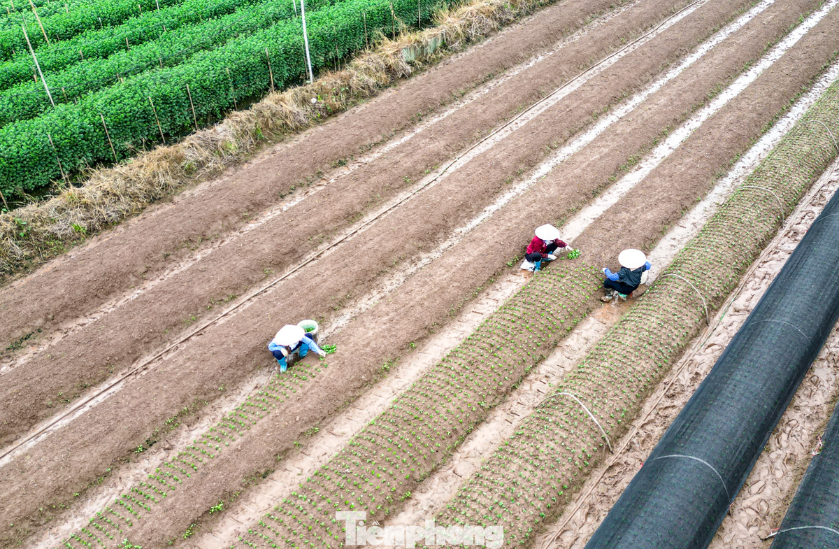 Nhiều nông dân khẩn trương xuống giống để kịp phục vụ thị trường Tết Nguyên đán sắp tới.