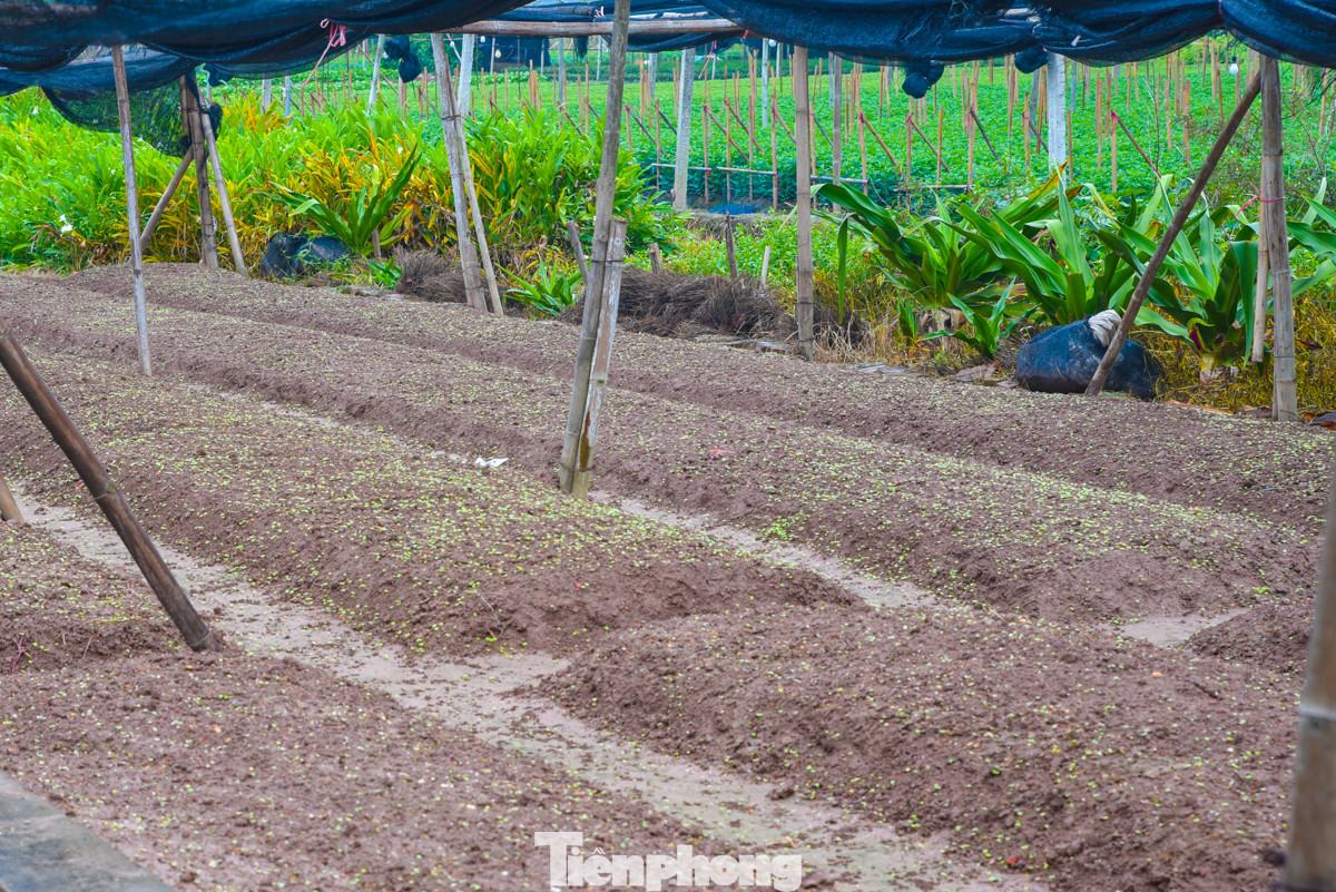 Một số vườn chỉ vừa mới được gieo trồng để cho kịp thu hoạch chính vụ dịp Tết.