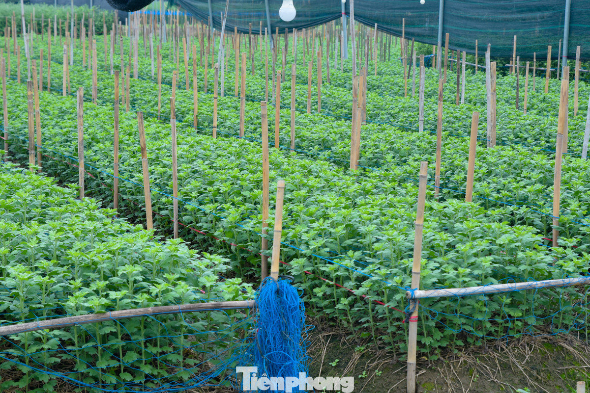 Để có được lứa hoa phục vụ người dân chơi trước Tết Âm lịch, nhiều hộ trồng hoa gieo trồng hoa cúc cách đây khoảng 1 tháng, hiện nhiều luống hoa đã phát triển cao hơn mặt đất từ 30-50 cm.