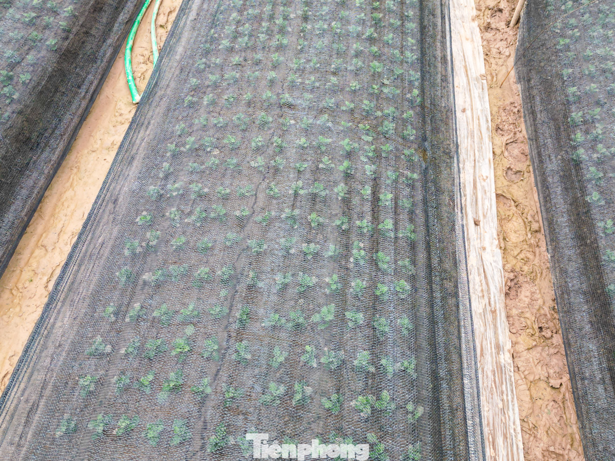 Một số vườn chỉ vừa mới được gieo trồng để cho kịp thu hoạch chính vụ dịp Tết.