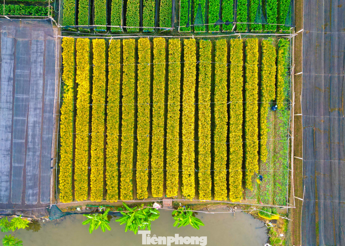 Người trồng hoa ở đây cho biết, ở thời điểm hiện tại, hoa nở sớm sẽ cắt bán từ Tết Dương lịch và rằm tháng Chạp; loại đang trồng, vừa gieo giống sẽ để bán Tết Âm lịch.