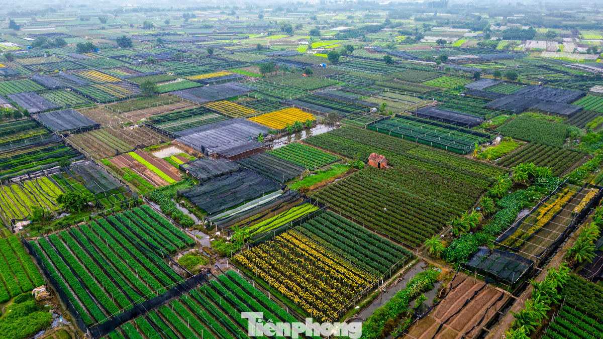 Hằng năm, cứ vào dịp tháng 9, tháng 10 Âm lịch, người nông dân ở làng hoa Tây Tựu (quận Bắc Từ Liêm, Hà Nội) lại hối hả chăm sóc cây để chuẩn bị cho mùa thu hoạch hoa lớn nhất trong năm.