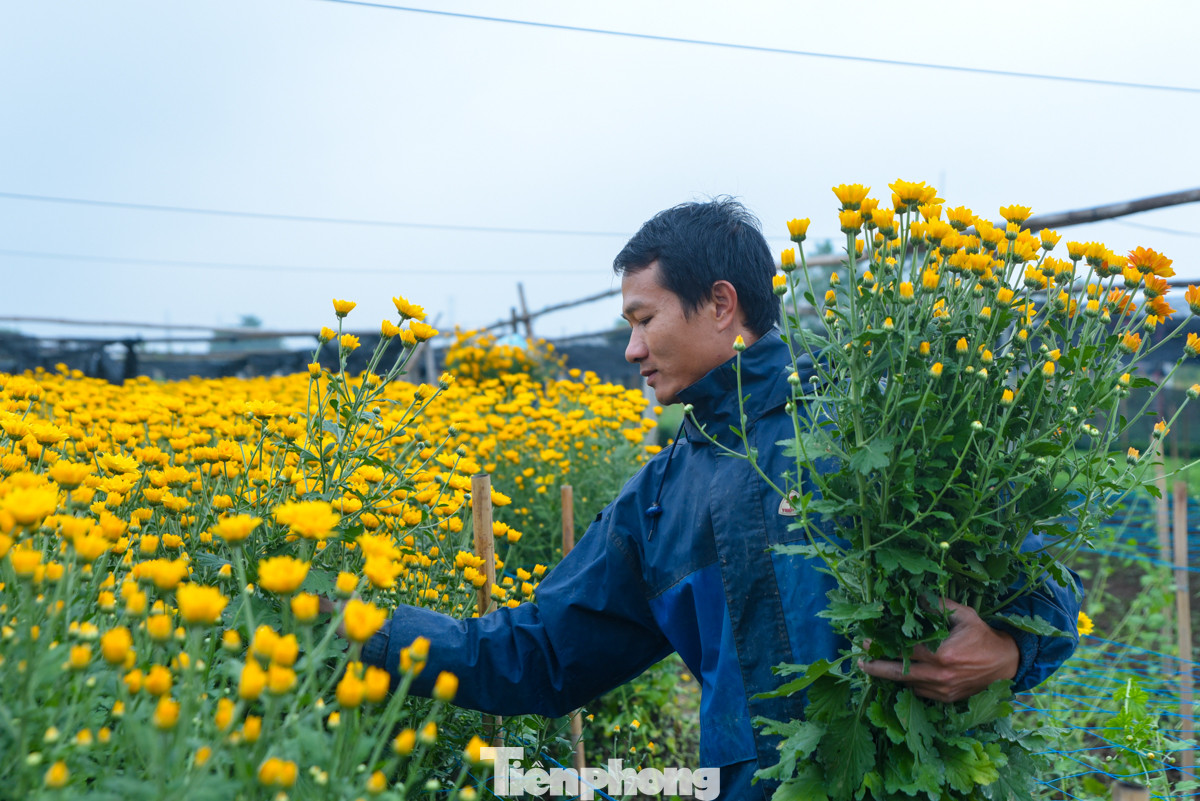 Nhiều chủ vườn ở Tây Tựu đang hối hả thu hoạch những bông hoa cúc nở sớm đưa ra thị trường. Ngoài ra, họ còn cung ứng hoa cho nhiều thương lái đến tận vườn để mua.