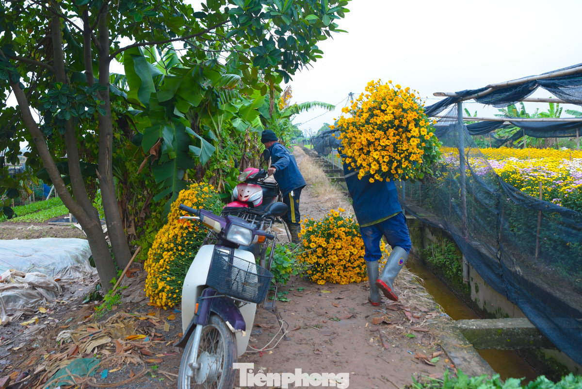 Đến làng hoa Tây Tựu thời điểm này mọi người sẽ được chứng kiến cảnh người dân nơi đây tất bật thu hoạch hoa cũng như trồng mới những thửa ruộng hoa cho người dân chơi dịp Tết.
